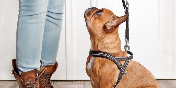 How to make your dog listen without treats sale